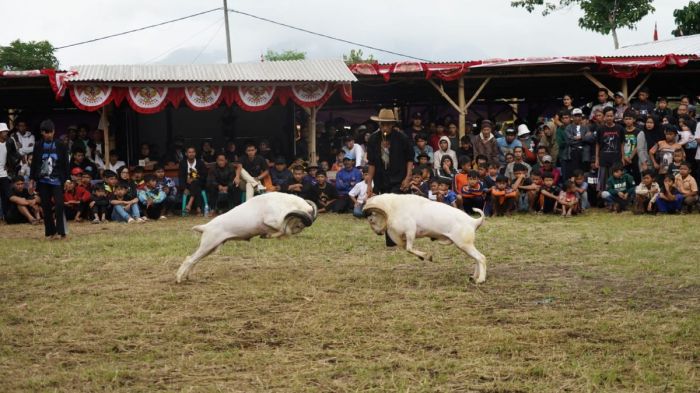 Daging kambing di Pameungpeuk, Garut