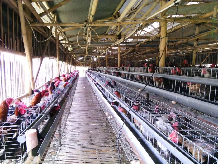 Ternak Ayam Kampung di Manna, Bengkulu Selatan