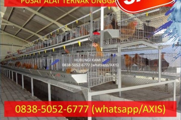 0838–5052–6777 — Supliyer Kandang Baterai Ayam Petelur Kota Serang | by ...