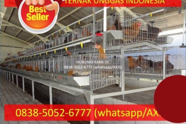 Ayam arab petelur di Sibolga Sambas, Kota Sibolga