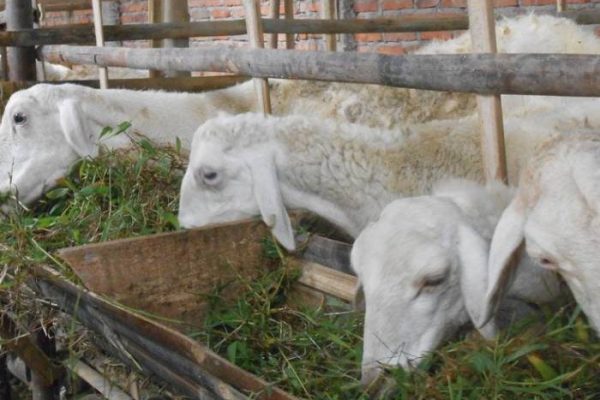 Susu kambing di Balung, Jember