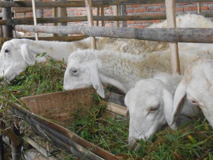 Susu kambing di Bogorejo, Blora