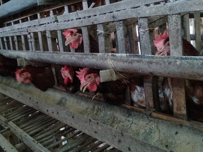 Ayam Ternak di Panai Hilir, Labuhanbatu