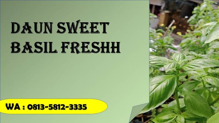 Daun penggemuk ayam di Sangia Wambulu, Buton Tengah