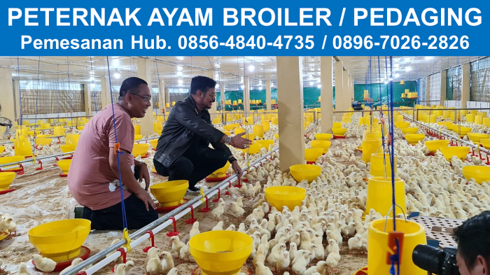Sejarah Kemitraan Ayam Broiler di Indonesia: Tradisional ke Teknologi Budidaya ternak ayam di Brati, Grobogan