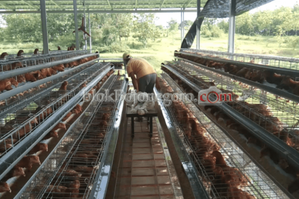 Ternak ayam petelur di Buko, Banggai Kepulauan