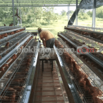 Ternak ayam petelur di Abung Surakarta, Lampung Utara