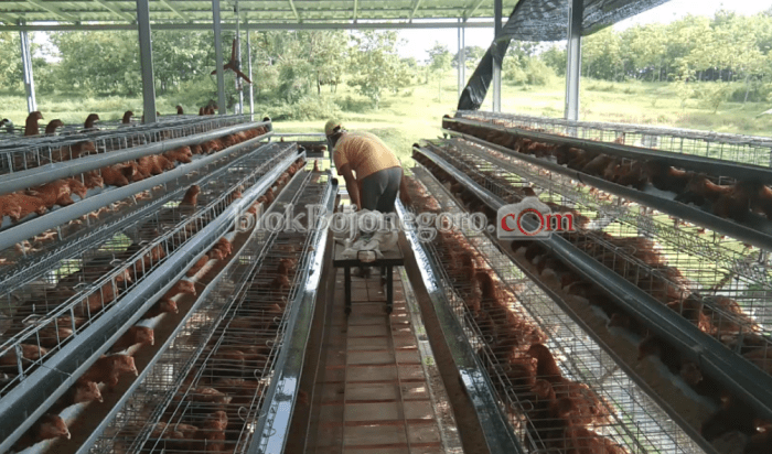 Prospek Ternak Ayam Petelur Menjanjikan Ternak ayam petelur di Misool, Kab. Raja Ampat