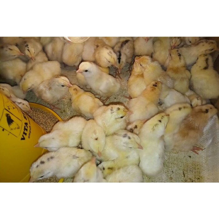 Jual Ayam petelur kampung SUPER elba ASLI 3bln | Shopee Indonesia Ayam elba kampung petelur super di Kapas, Bojonegoro