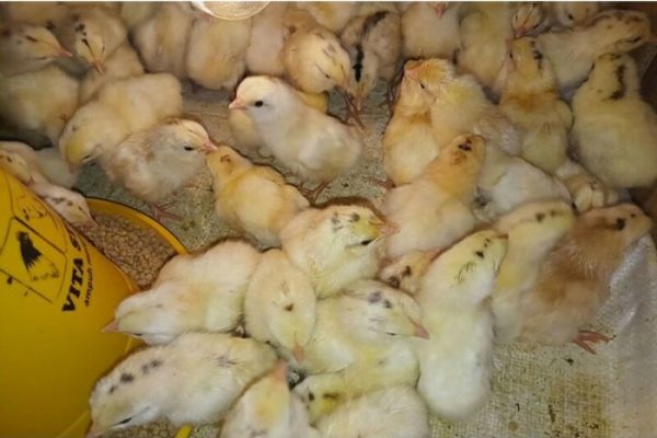 Ayam Elba Petelur - YouTube