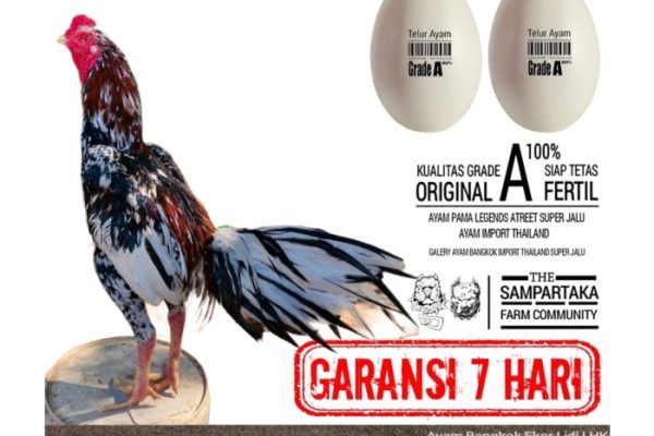 Daun penggemuk ayam di Sape, Bima