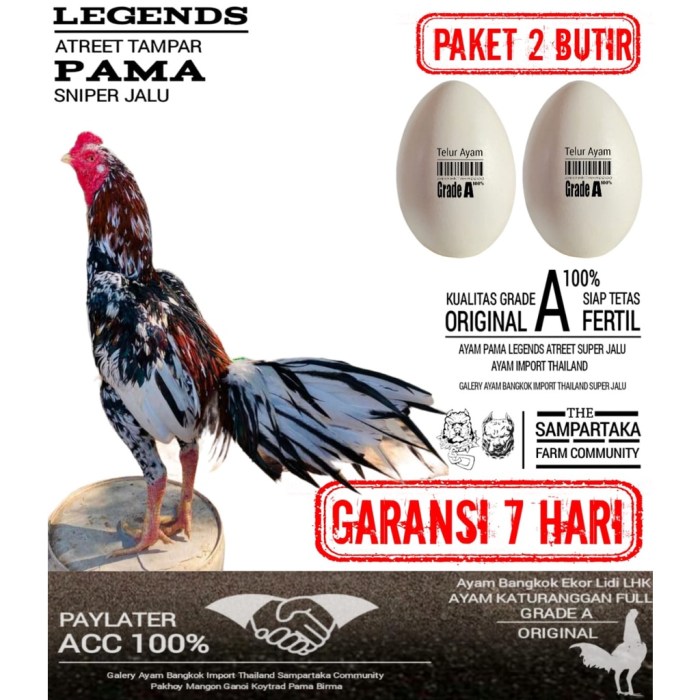 Jual ayam pama ori herbal SN telur fertil master jamu bima power paket ... Daun penggemuk ayam di Sape, Bima