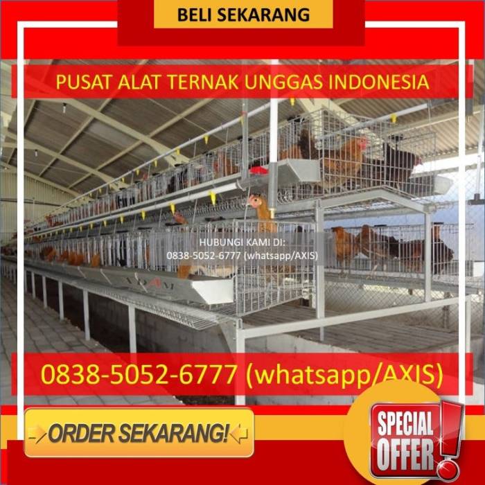 Ayam Elba, harapan baru telur ayam kampung setelah Ayam Arab Ayam Elba, harapan baru telur ayam kampung setelah Ayam Arab