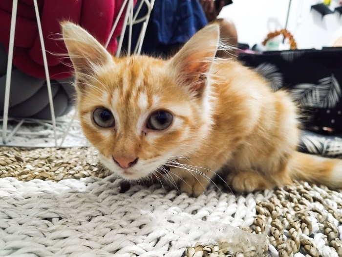 Bulu kelinci di Kabaena Selatan, Bombana