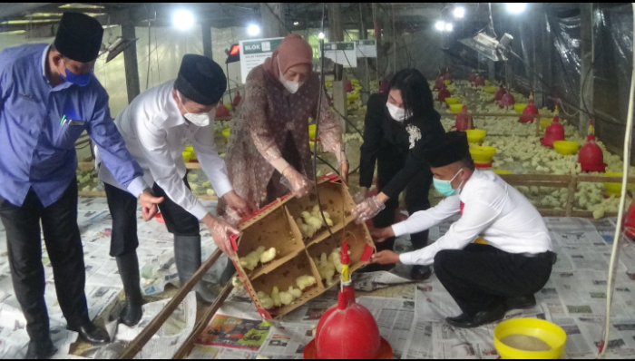 Kembangkan Ternak Ayam, Baznas Launching Balai Ternak di Purworejo ... Kembangkan Ternak Ayam, Baznas Launching Balai Ternak di Purworejo ...
