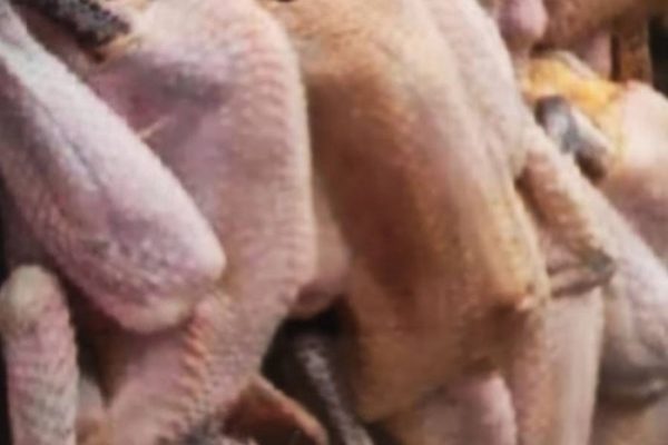 Jual Ayam Kampung Fresh Baru potong | Shopee Indonesia