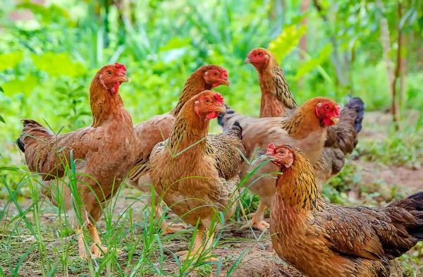 Ternak ayam kampung di Pulau Laut Tanjung Selayar, Kotabaru