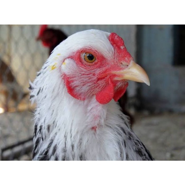 Ayam arab petelur di Sibolga Kota, Kota Sibolga