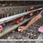 10 Cara Sukses Ternak Ayam Petelur Dari Awal Sampai Panen – CV. Abadi ...