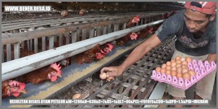 Rahasia Sukses Para Petani Ayam Petelur Menghadapi Tantangan Bisnis ... Rahasia Sukses Para Petani Ayam Petelur Menghadapi Tantangan Bisnis ...