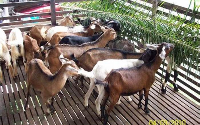 Daging kambing di Plered, Purwakarta