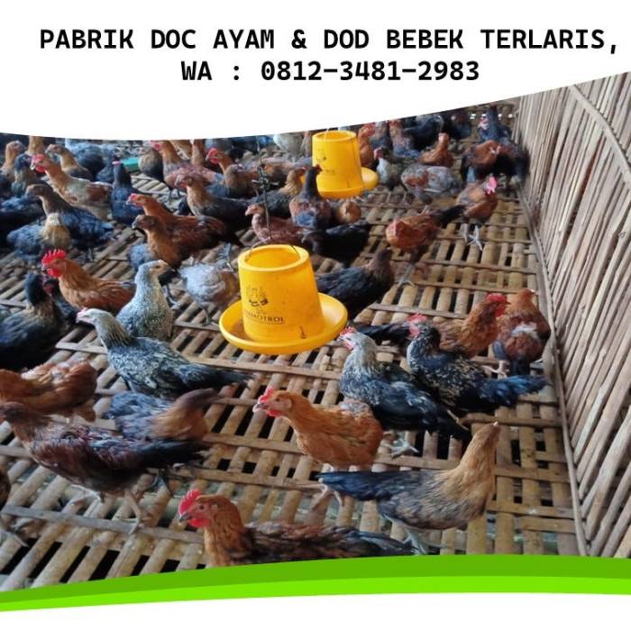 3 Daerah Penghasil Ayam Kampung di Jatim, Populasinya Lebih dari 2 Juta ...