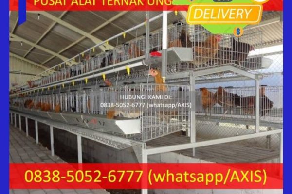 0838–5052–6777 — Supliyer Kandang Baterai Ayam Petelur Kabupaten Way ...