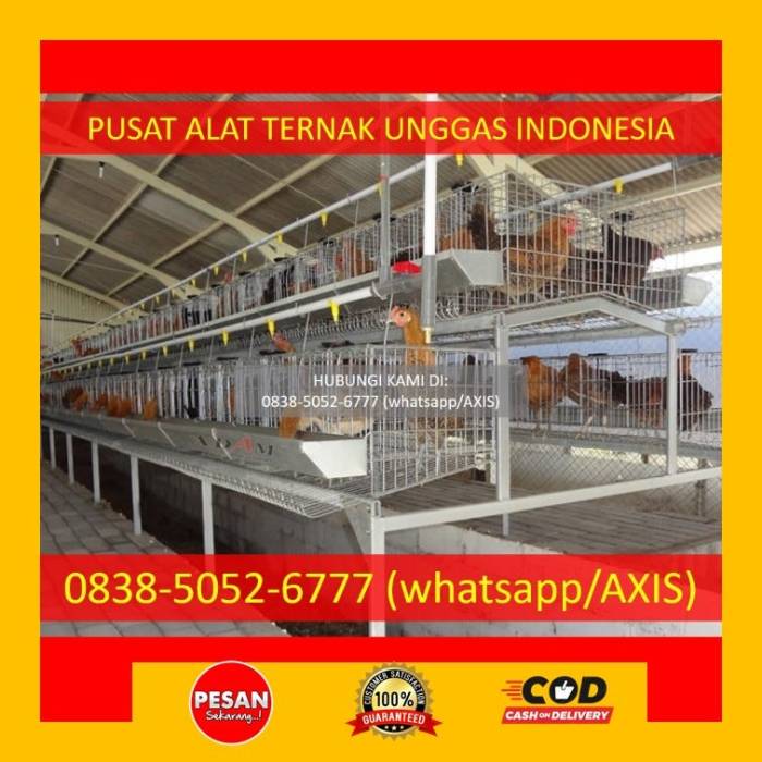 0838–5052–6777 — Supliyer Kandang Baterai Ayam Petelur Kabupaten Maros ... Ternak ayam petelur di Camba, Maros