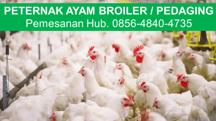Budidaya ternak ayam di Purwojati, Banyumas