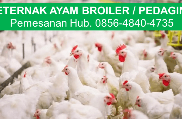 Budidaya ternak ayam di Sluke, Rembang