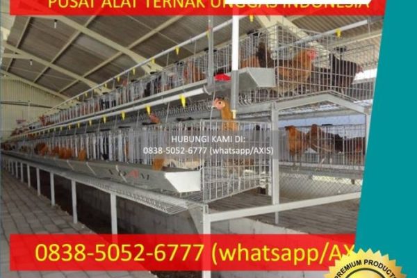 Peternakan ayam petelur terdekat di Kalasan, Sleman