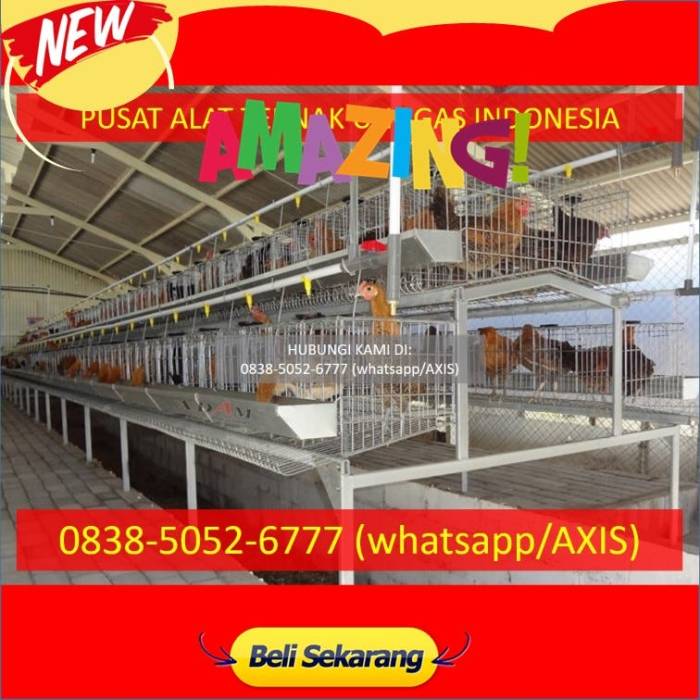 Kedaulatan Pangan, Peternak Banjarnegara Akhirnya Dapat Sertifikasi ... Budidaya ternak ayam di Pejawaran, Banjarnegara