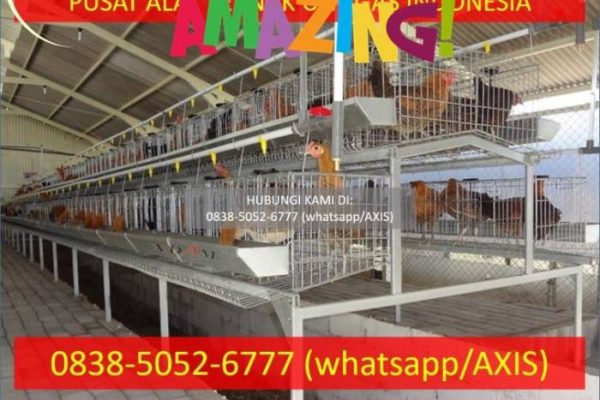 Teknik Budidaya Ternak Ayam Kampung Dengan Produk Nasa | AGEN PRODUK ...