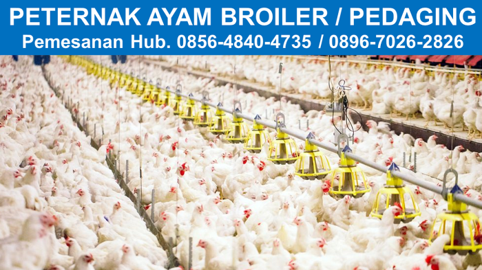 Ayam Ternak di Sambit, Ponorogo