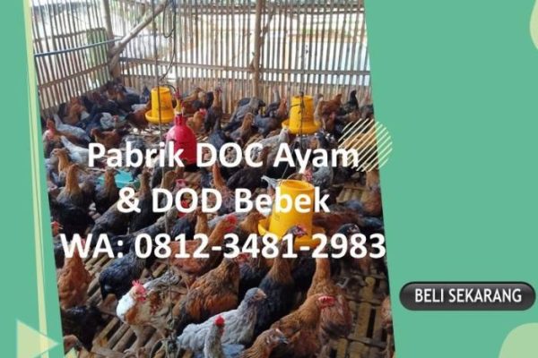 Ayam layer di Muara Papalik, Kabupaten Tanjung Jabung Barat
