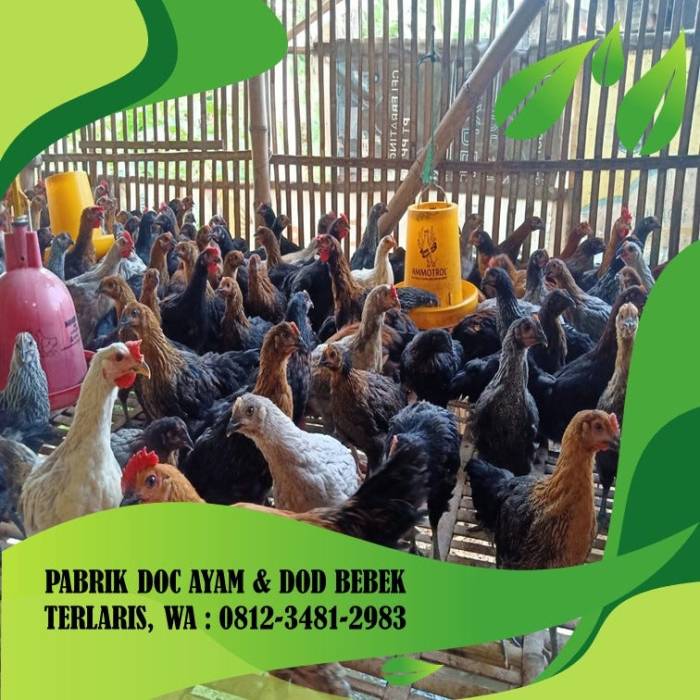 BERKUALITAS, PABRIK DOC AYAM PEJANTAN | LAYER | BROILER | JOPER ... BERKUALITAS, PABRIK DOC AYAM PEJANTAN | LAYER | BROILER | JOPER ...