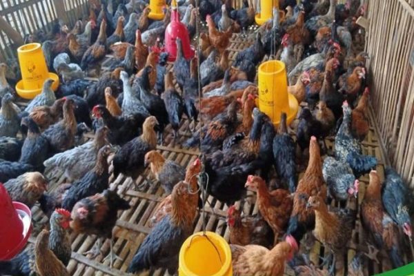 Ayam layer di Mersam, Kabupaten Batanghari