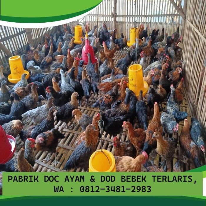 Wabup Batanghari Sambut Kedatangan Tim Kenduri Swarnabhumi Menggunakan ... Ayam layer di Mersam, Kabupaten Batanghari