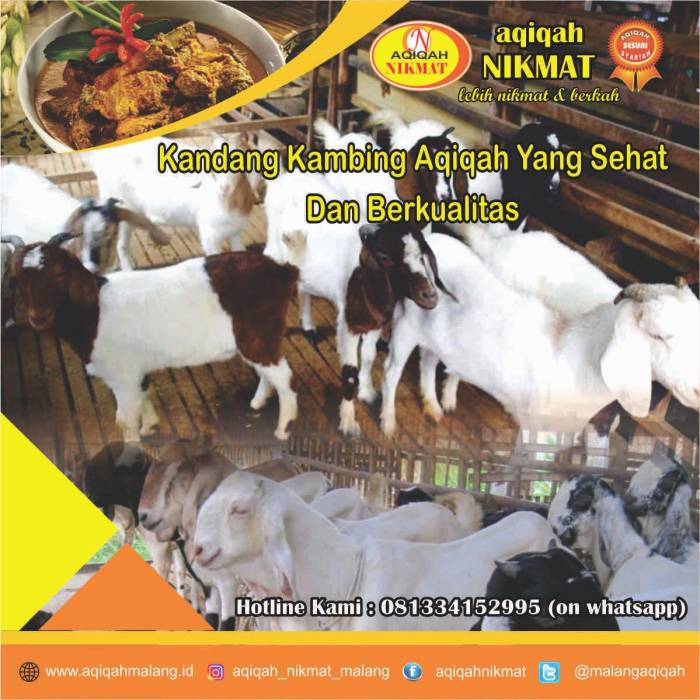 Susu kambing di Kepanjen, Malang