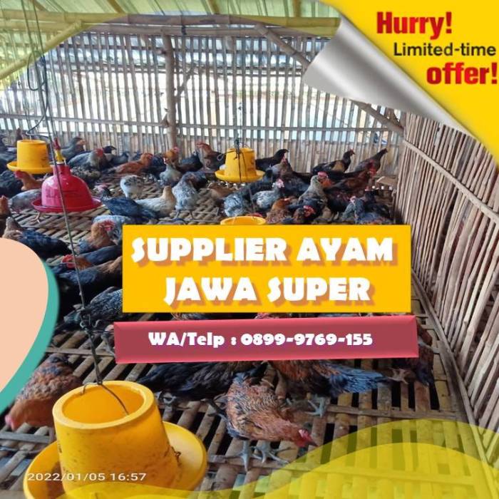 PALING DICARI, Produsen Ayam Joper | Ayam Jawa Super | Ayam Kampung ...