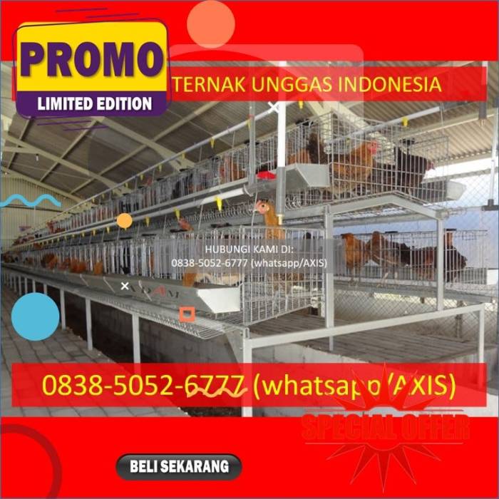0838–5052–6777 — Supliyer Kandang Baterai Ayam Petelur Kabupaten ... Ayam merah petelur di Sumedang Selatan, Sumedang