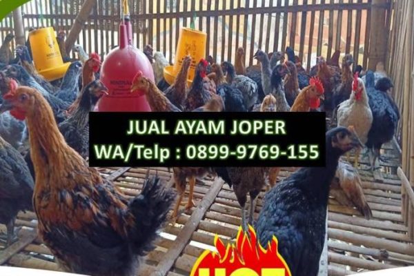 Ayam layer di Kumpeh Ulu, Kabupaten Muaro Jambi