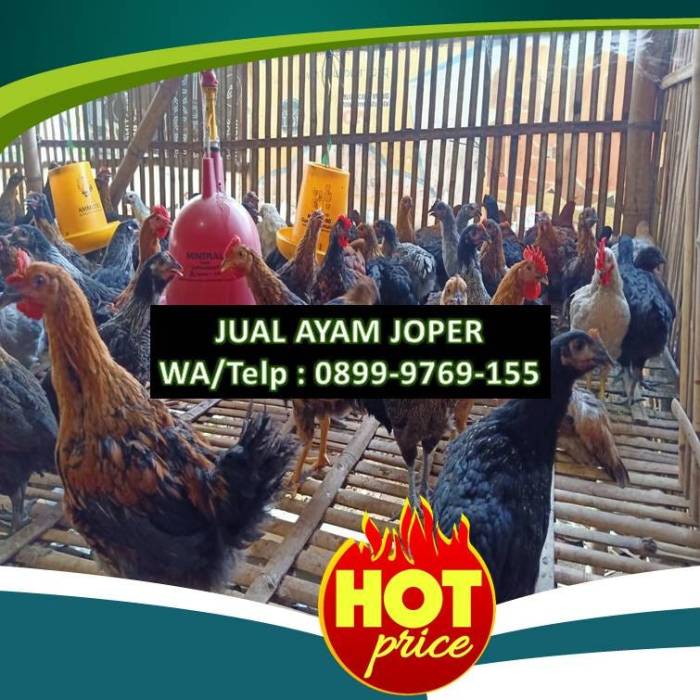 PALING DICARI,Produsen Ayam Joper | Ayam Jawa Super | Ayam Kampung ... PALING DICARI,Produsen Ayam Joper | Ayam Jawa Super | Ayam Kampung ...