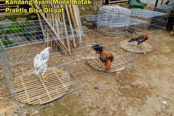 Ayam afkir di Cangkuang, Bandung