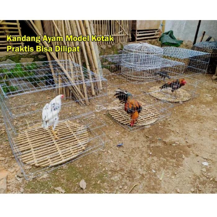 Kandang Ayam Bangkok Galvanis Anti Bau dan Lebih Sehat di Kediri Kota ... Ayam afkir di Cangkuang, Bandung