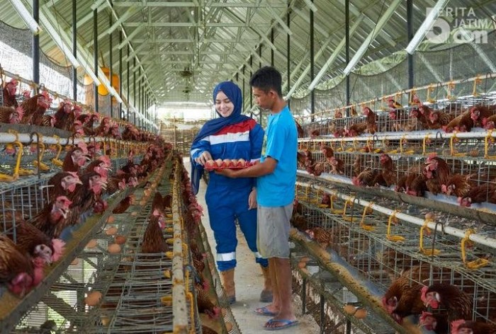 ️ Ternak Ayam Petelur: Panduan dan Tips untuk Memulai Usaha Ternak Ayam ... ️ Ternak Ayam Petelur: Panduan dan Tips untuk Memulai Usaha Ternak Ayam ...