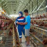 Ternak ayam petelur di Angkona, Luwu Timur