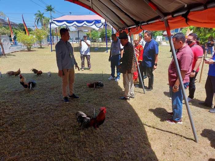 Dinas Perhubungan Sumbar Gelar Festival Ayam Kukuak Balenggek ... Dinas Perhubungan Sumbar Gelar Festival Ayam Kukuak Balenggek ...