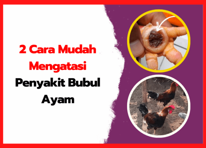 Daun penggemuk ayam di Wabula, Buton