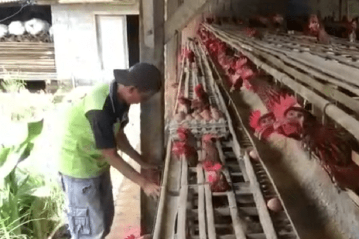 Keluh Kesah Peternak Ayam Blitar, Harga Telur Anjlok Pakan Makin Mahal ... Ayam Ternak di Kesamben, Blitar
